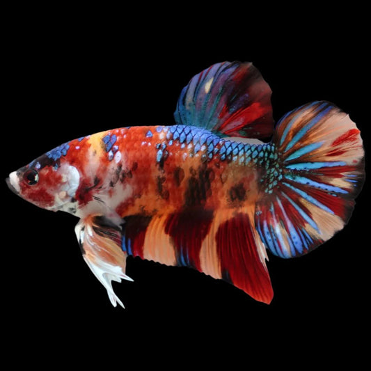 Competition Grade - Giant Multicolors Betta Fish (Male)