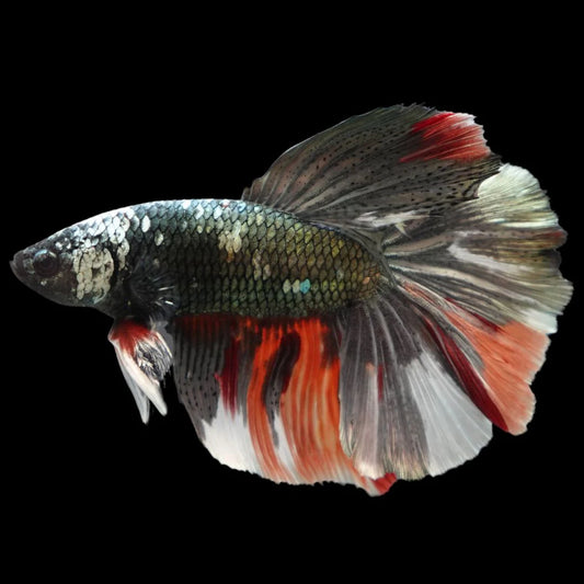Rare Giant Halfmoon Red Copper Betta Fish (Male)