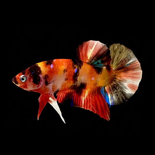 Rare Koi Multicolors Betta Fish (Male)