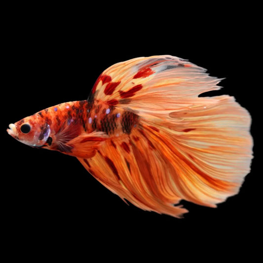 Rare Halfmoon Multicolors Betta Fish (Male)