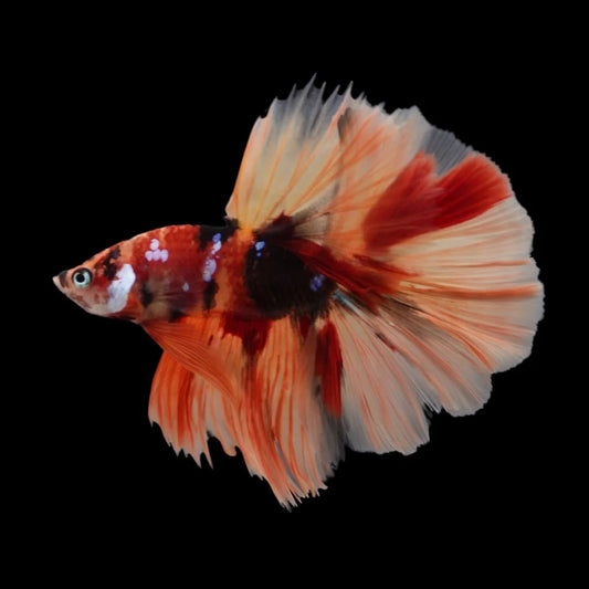 Rare Halfmoon Multicolors Betta Fish (Male)