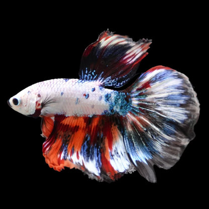 Rare Halfmoon Multicolors Betta Fish (Male)