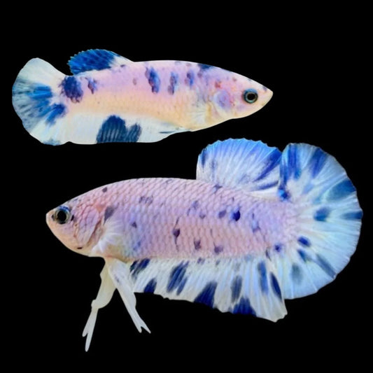 Rare Pair Blue Marble Dot Betta Fish (Male & Female)