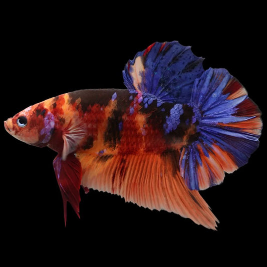 Rare Giant Multicolors Betta Fish (Male)