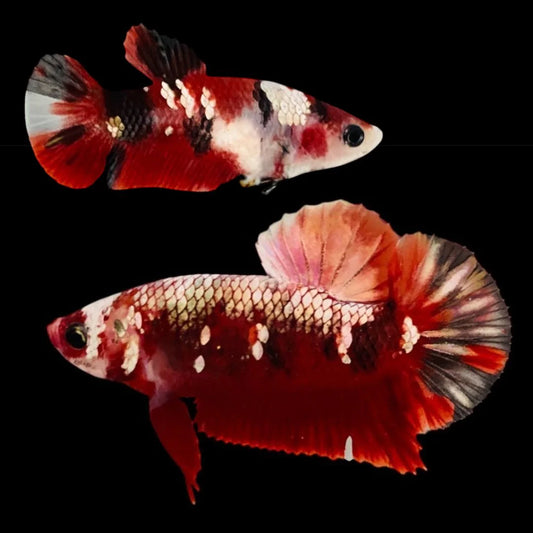 Rare Pair Red Copper Betta Fish (Male & Female)