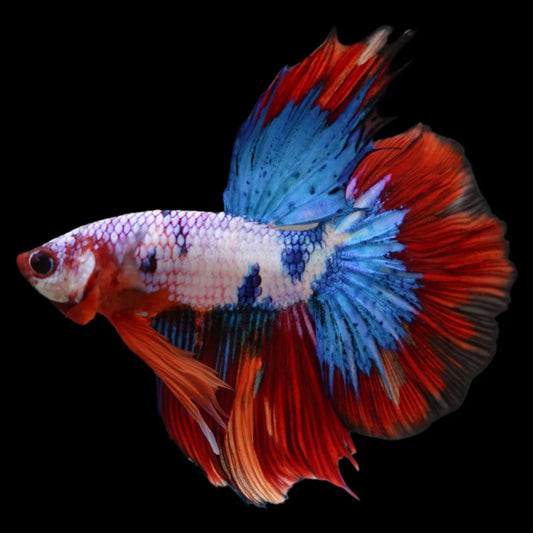 Rare Halfmoon Multicolors Betta Fish (Male)
