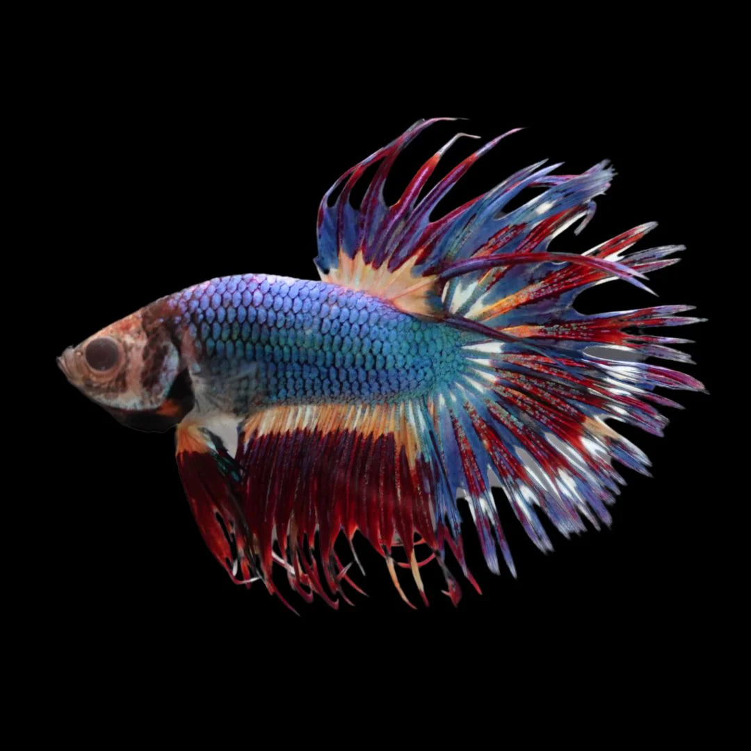 Rare Multicolors Crowntail Betta Fish (Male)