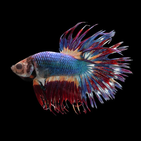 Rare Multicolors Crowntail Betta Fish (Male)