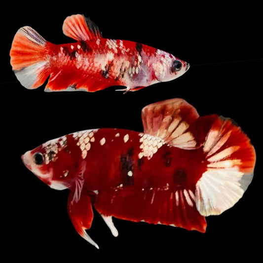 Rare Pair Red Copper Betta Fish (Male & Female)