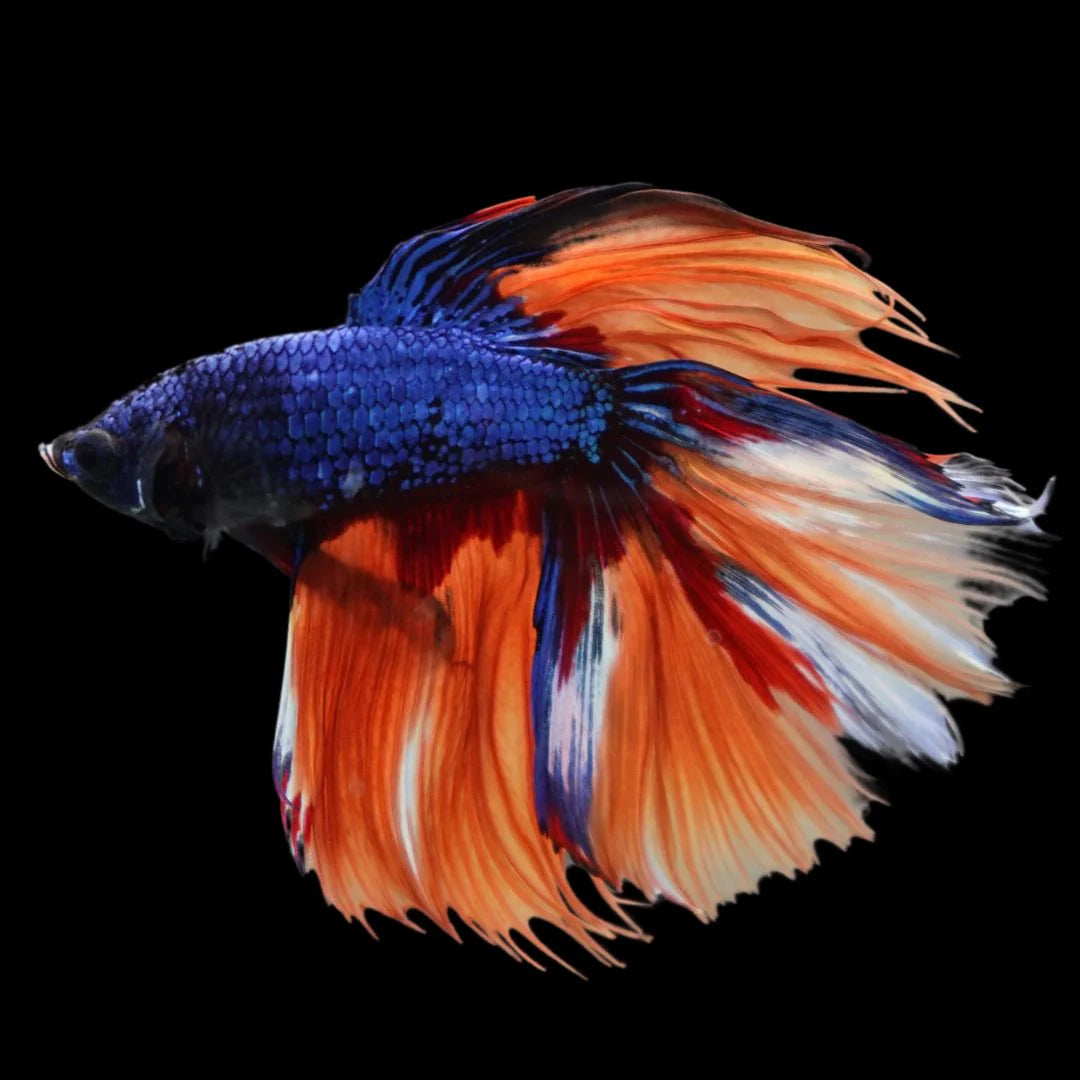 Rare Halfmoon Multicolors Betta Fish (Male)