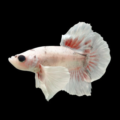 Rare Dumbo Smokey Red Betta Fish (Male)