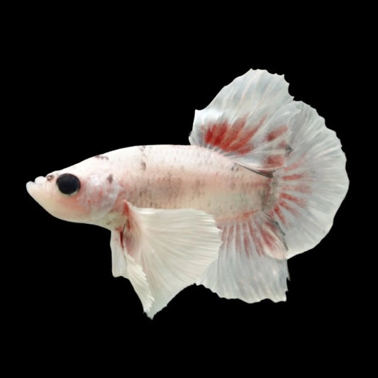 Rare Dumbo Smokey Red Betta Fish (Male)