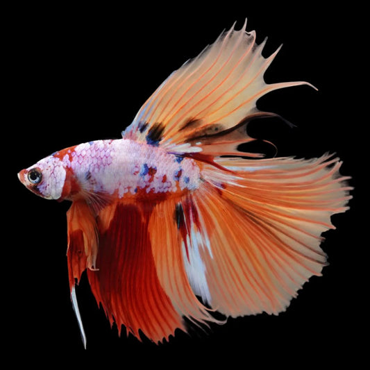 Rare Halfmoon Multicolors Betta Fish (Male)