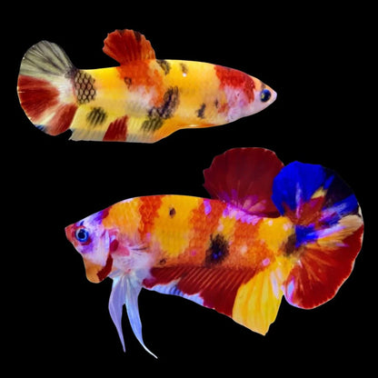 Rare Pair Koi Multicolors Betta Fish (Male & Female)