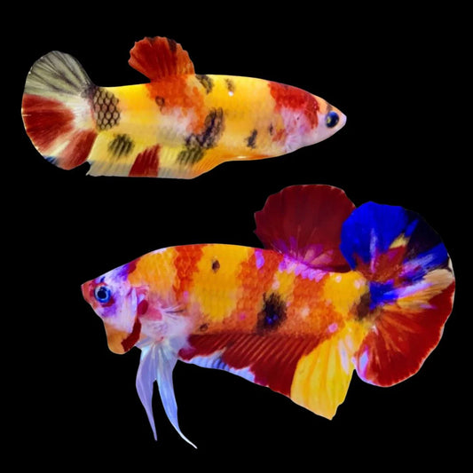 Rare Pair Koi Multicolors Betta Fish (Male & Female)