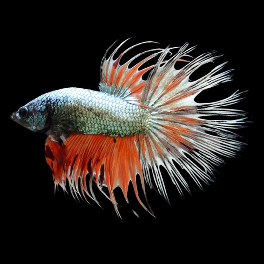 Rare Multicolors Crowntail Betta Fish (Male)