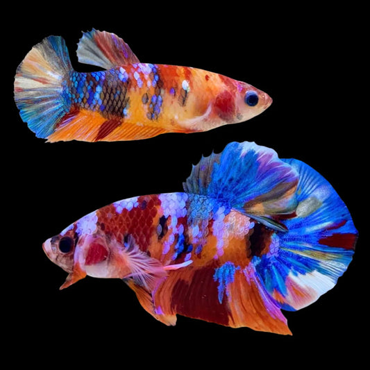 Rare Pair Koi Multicolors Betta Fish (Male & Female)