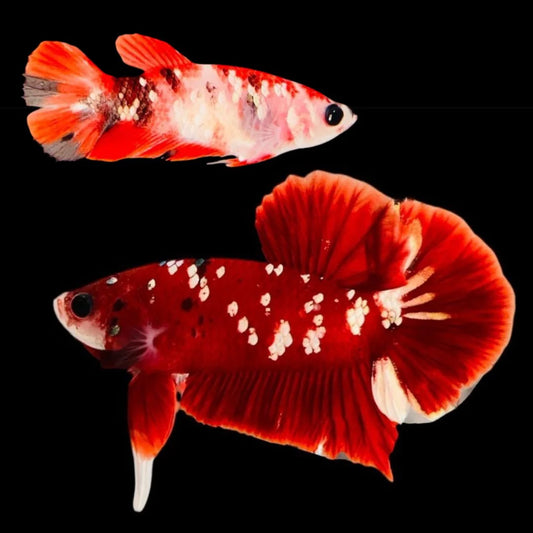 Rare Pair Red Copper Betta Fish (Male & Female)