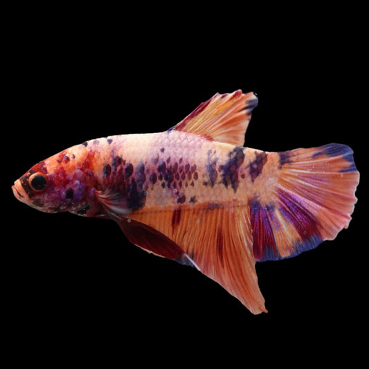 Rare Giant Multicolors Betta Fish (Male)