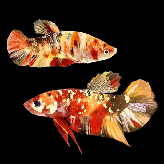 Rare Pair Copper Multicolors Betta Fish (Male & Female)