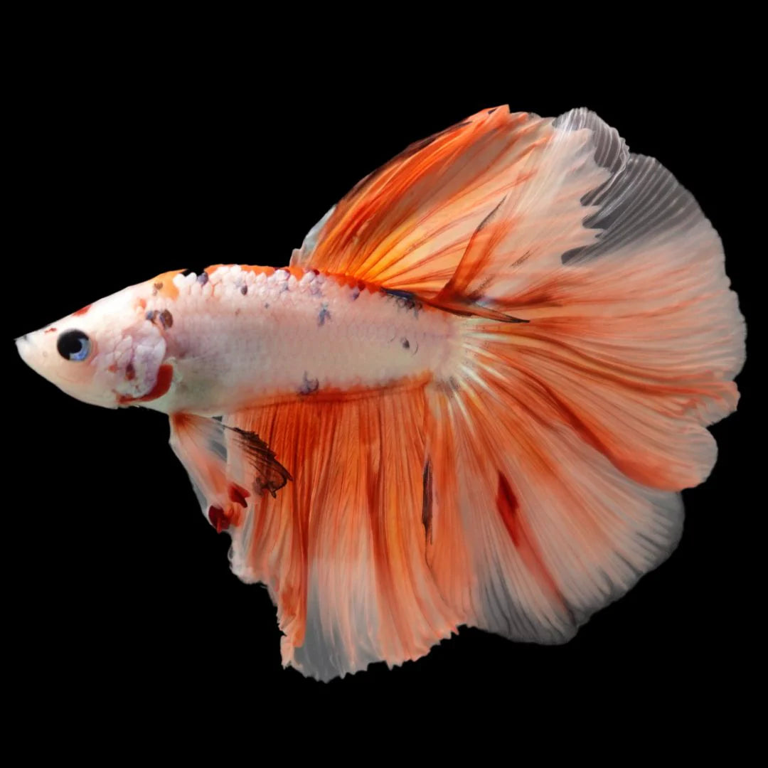 Rare Halfmoon Koi Multicolors Betta Fish (Male)