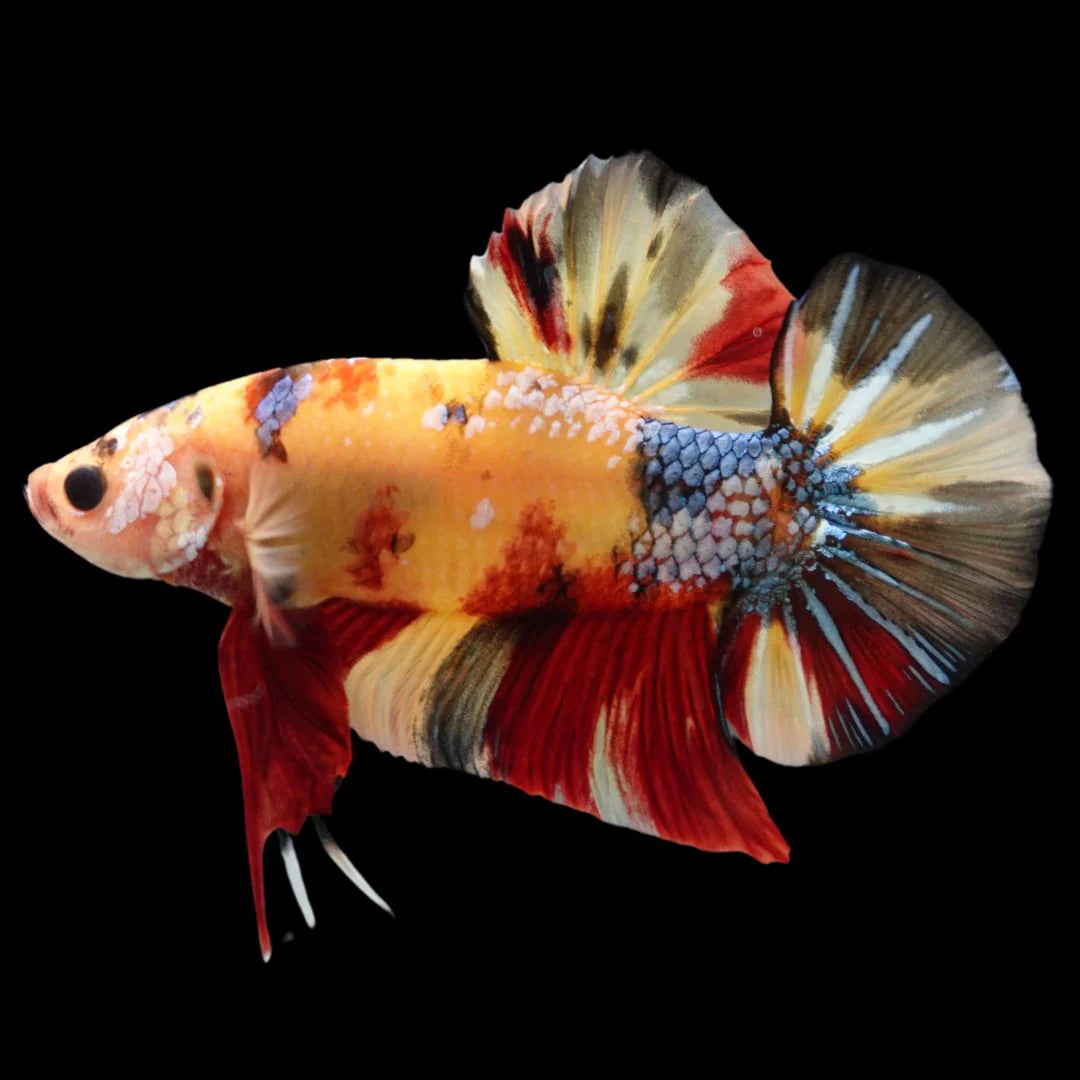 Rare Giant Multicolors Betta Fish (Male)
