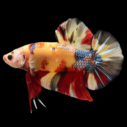 Rare Giant Multicolors Betta Fish (Male)