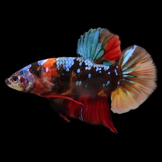 Rare Giant Multicolors Betta Fish (Male)