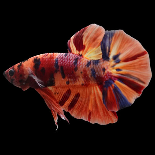 Rare Giant Multicolors Betta Fish (Male)