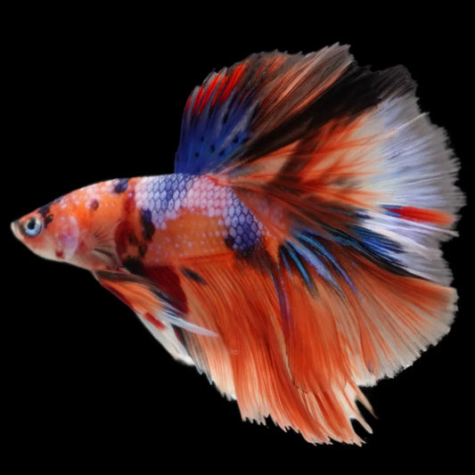 Rare Halfmoon Multicolors Betta Fish (Male)