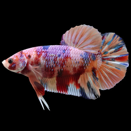 Rare Giant Multicolors Betta Fish (Male)