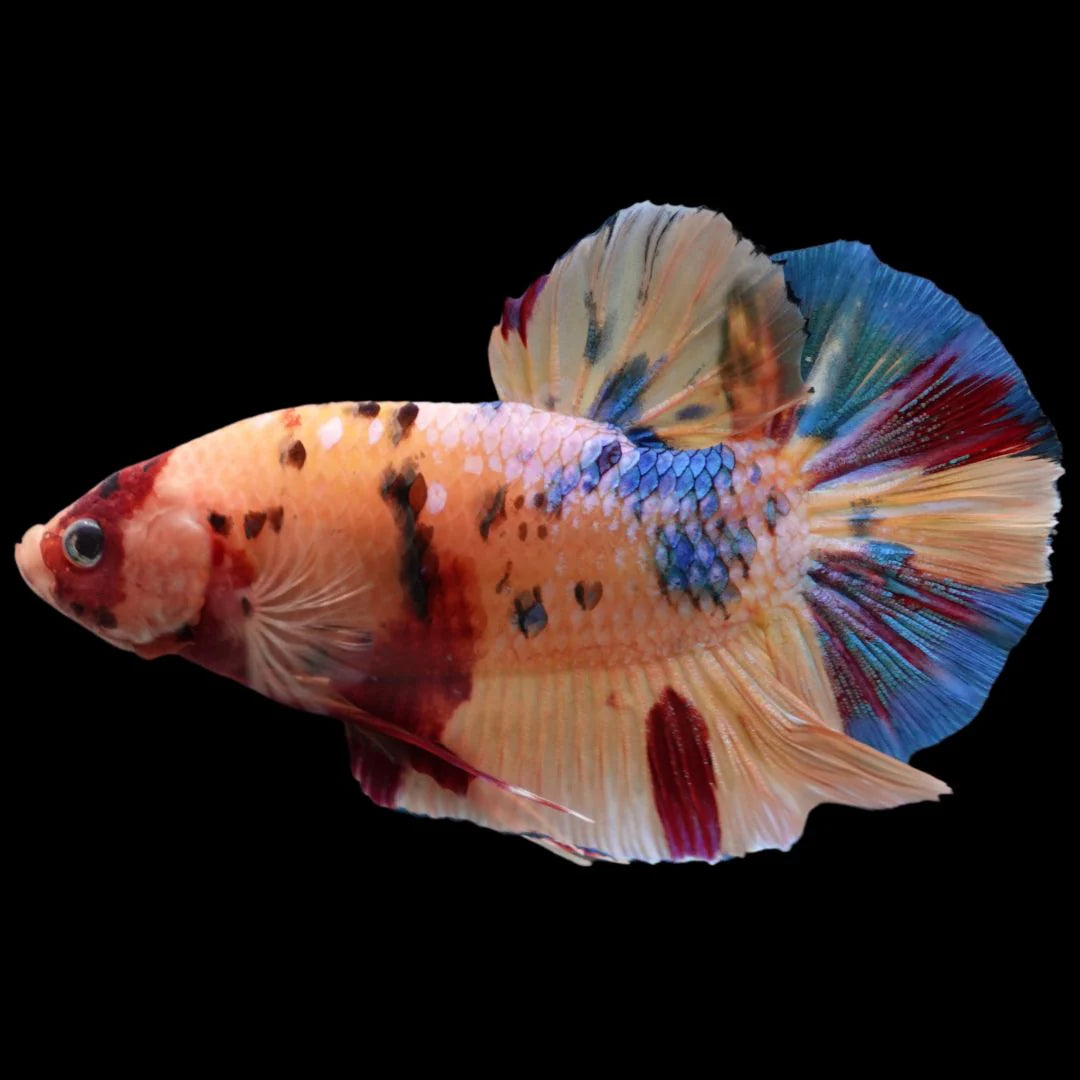 Rare Giant Multicolors Betta Fish (Male)
