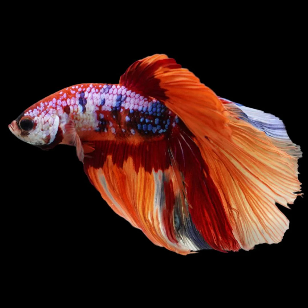 Rare Halfmoon Multicolors Betta Fish (Male)