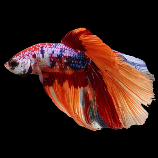 Rare Halfmoon Multicolors Betta Fish (Male)