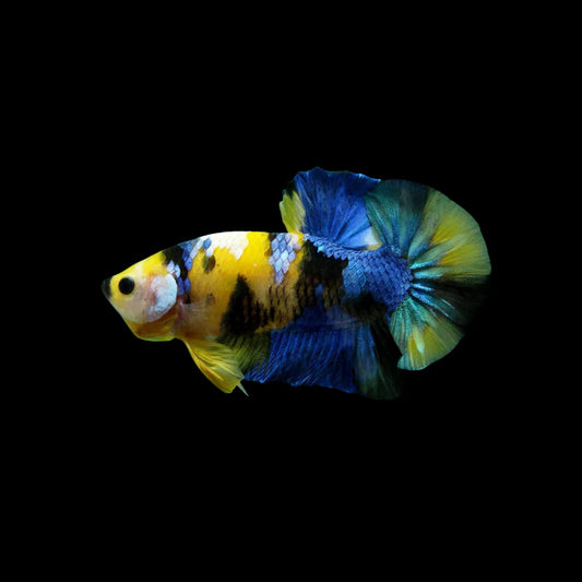 Yellow Tiger Koi Galaxy Prakat Betta Fish (Male)