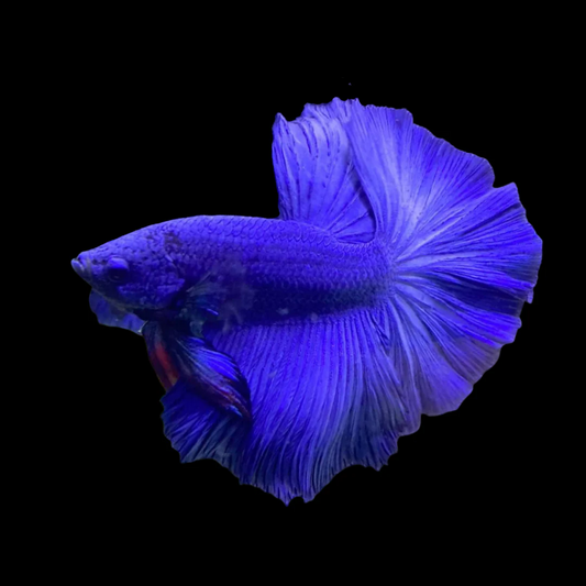 Halfmoon Blue Betta Fish (Male)