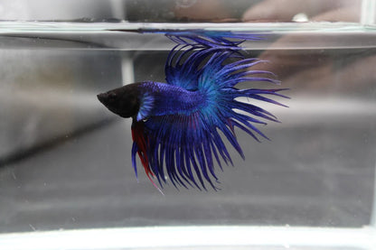 Crowntail Blue Betta Fish (Male)