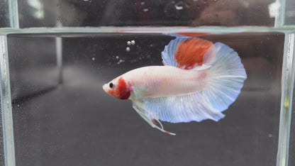 Competition Giant Koi Betta Fish (MALE)