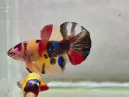 Rare Koi Multicolors Betta Fish (Male)