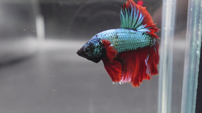 Rare Halfmoon Copper With Red Tail Betta Fish (Male)