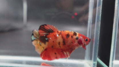 Rare Giant Multicolors Betta Fish (Male)