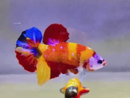 Rare Pair Koi Multicolors Betta Fish (Male & Female)