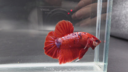 Rare Giant Bloody Red Betta Fish (Male)