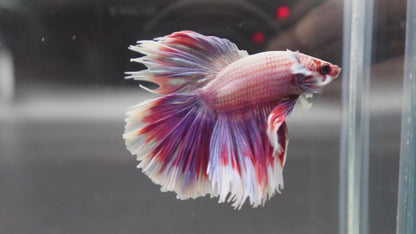Competition Halfmoon Lollipop Betta Fish (MALE)