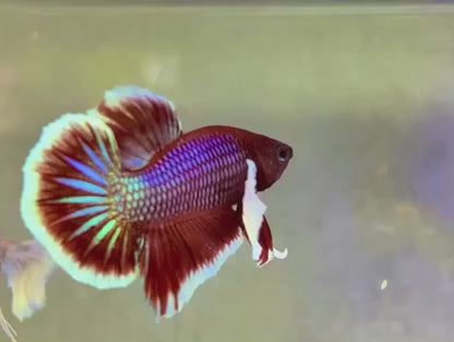 Pair Dumbo Lavender Butterfly Betta Fish (Male)