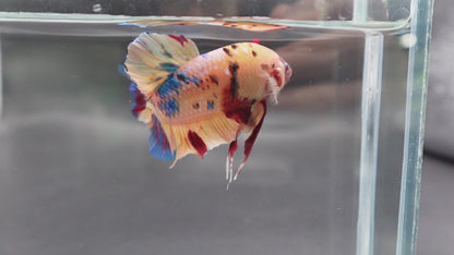 Rare Giant Multicolors Betta Fish (Male)