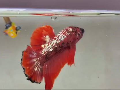 Rare Pair Red Copper Betta Fish (Male & Female)