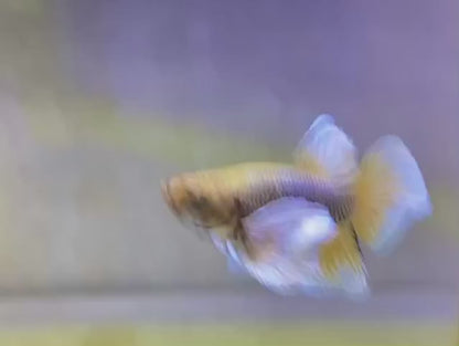 Pair Dumbo Pineapple Butterfly Betta Fish (Male)
