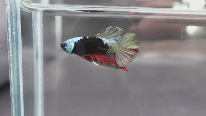 Competition grade - Copper Mask Betta Fish (MALE)