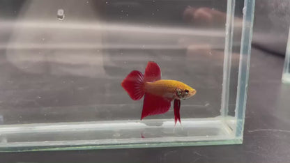 Red Benjarong Crimson Cheek Wild Betta Fish - Kingdom of Thailand (Male)